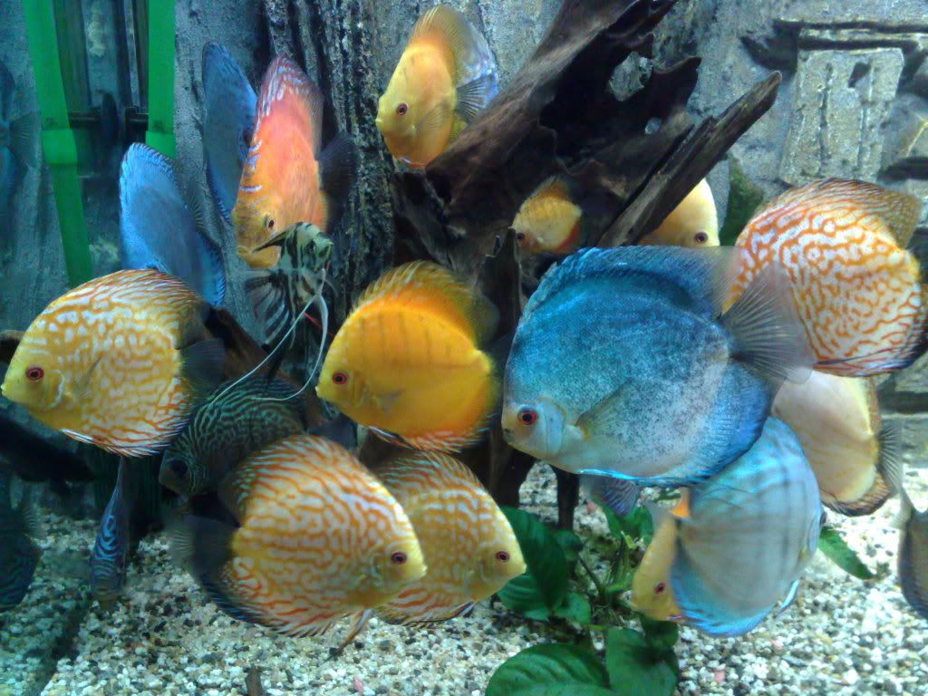 VENDO PECES DISCOS vendo peces discos:
