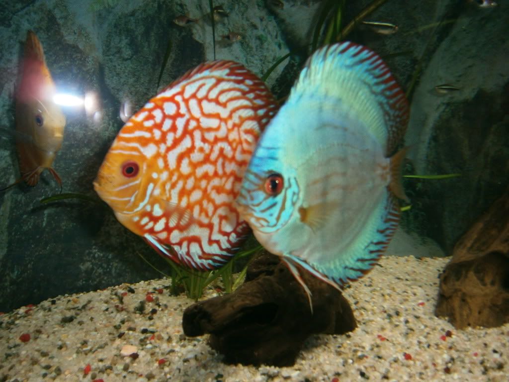 VENDO PECES DISCOS vendo peces discos: