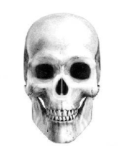 photo skull.png