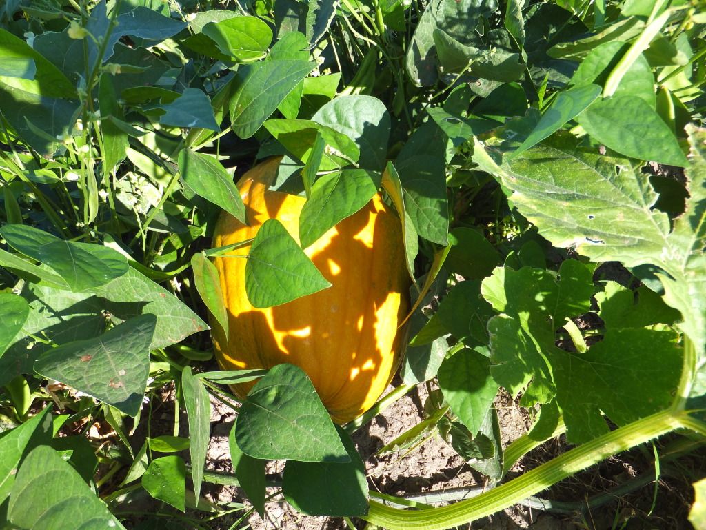 Todays take from the garden - Countryside Families