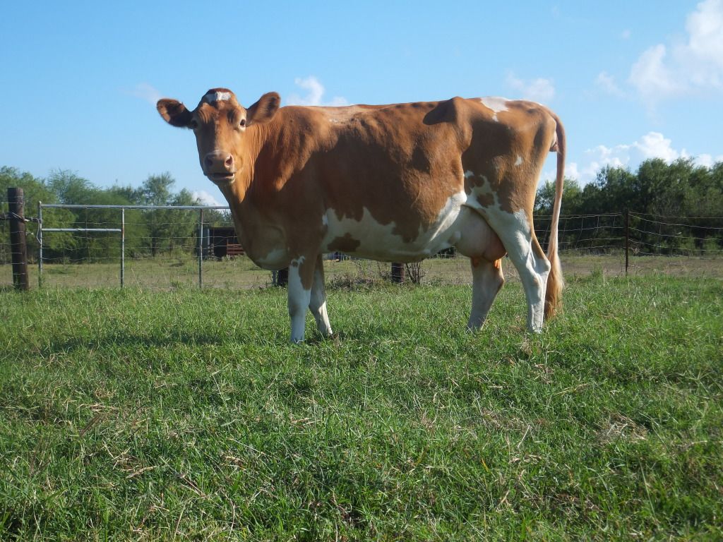 Guernsey on-line auction - Cattle