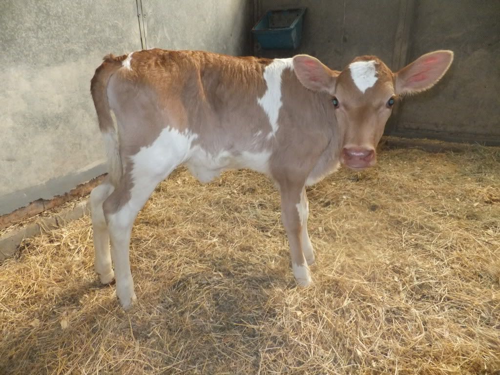 What is she? - Cattle