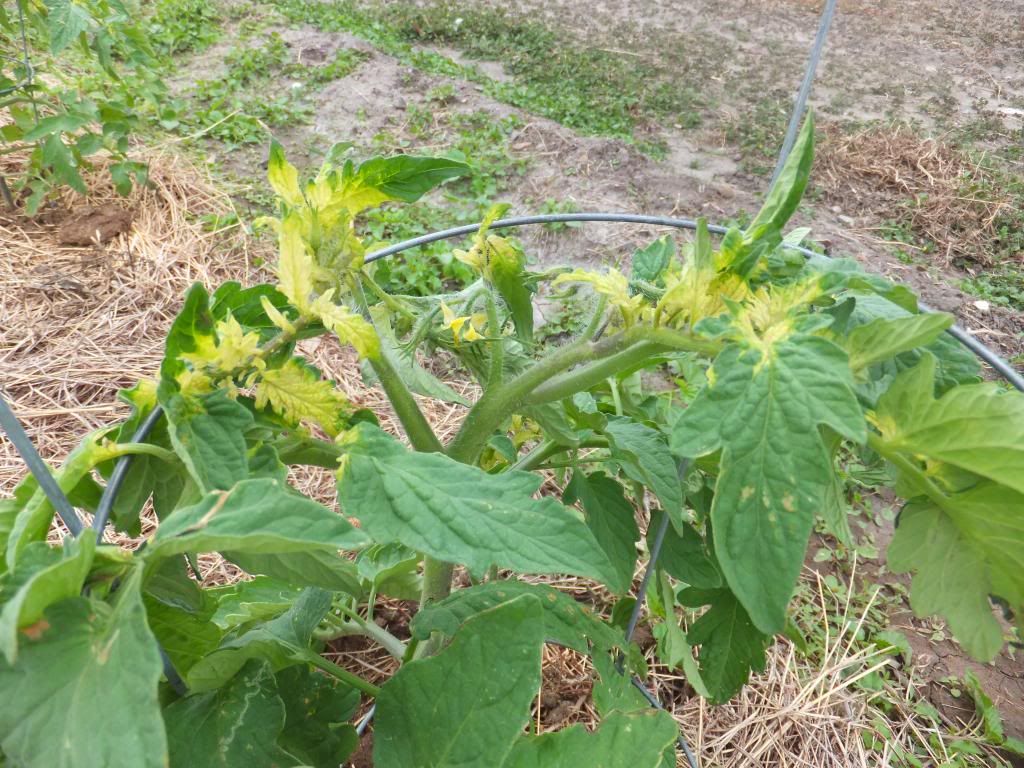 Help Me! - Homesteading Questions