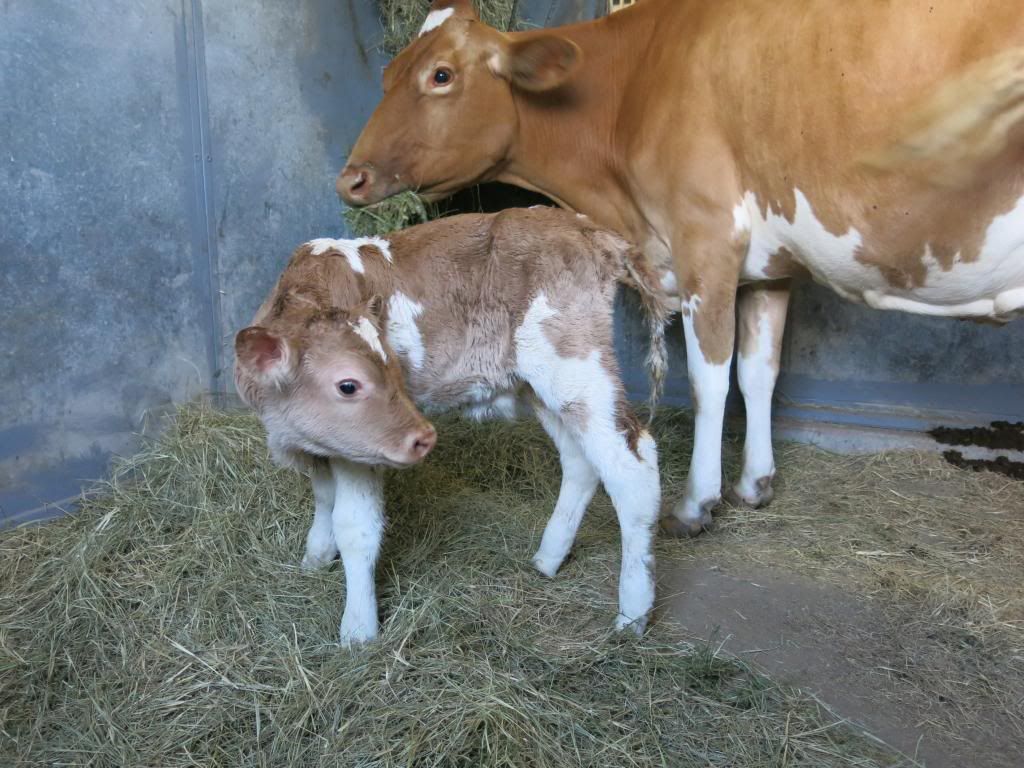 Calf today - Cattle