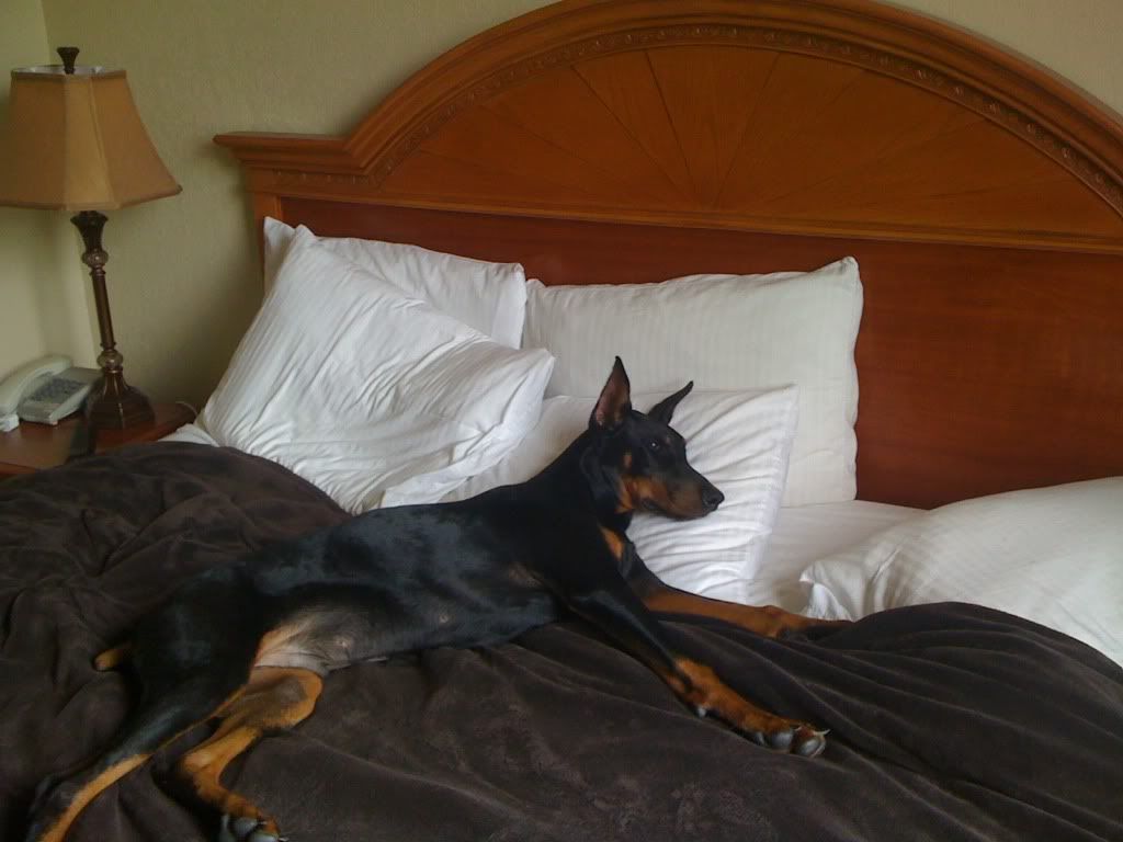 Dobes on Beds! - Doberman Forum : Doberman Breed Dog Forums