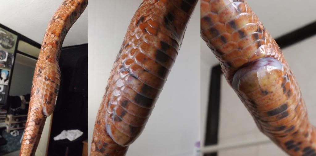 :o corn snake with swollen vent, not sure what it is