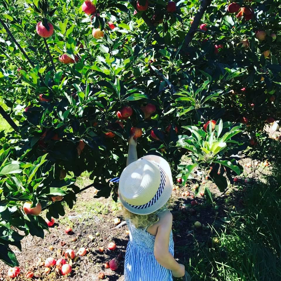 Fruit Picking Perth Buggybuddys