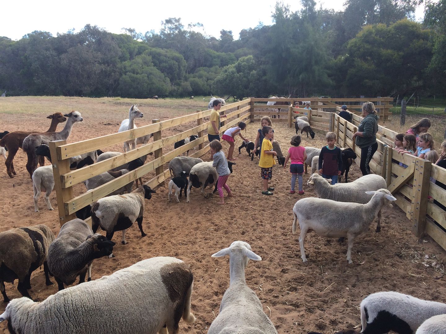 Willowbrook Farm Gingin Blog Reviews Buggybuddys