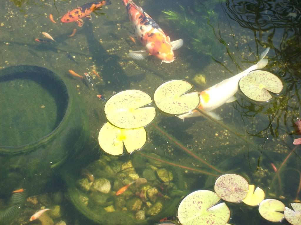 POND AND FISH | Garden Pond Forums