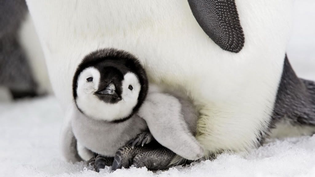 penguinbaby.jpg