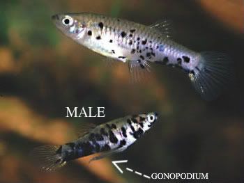 Phalloceros_caudimaculatus-1.jpg