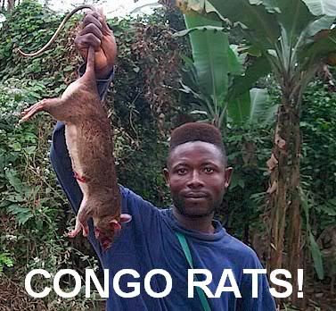 [Image: Congo_Rats.jpg]