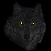 photo Wolf_zpsac8e8585.gif