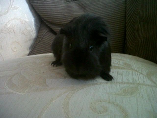 Millie21010.jpg
